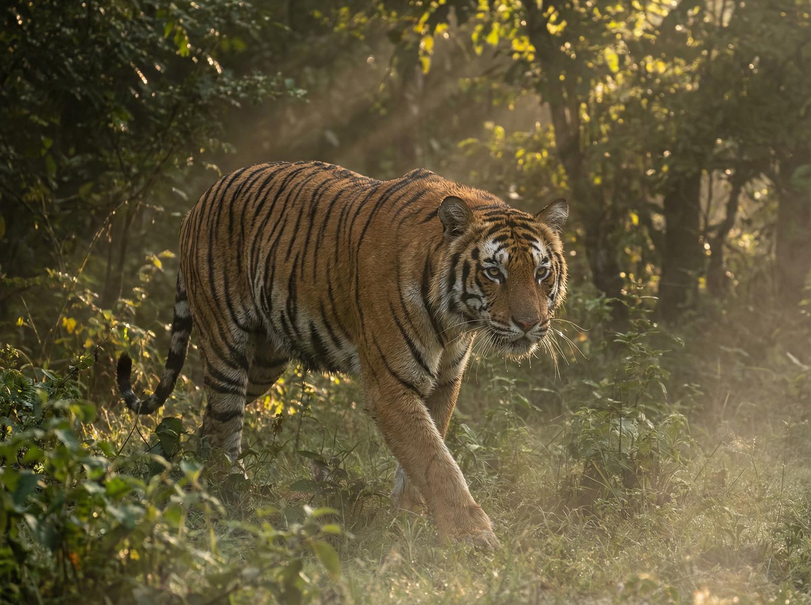 猎奇老虎丛林视频